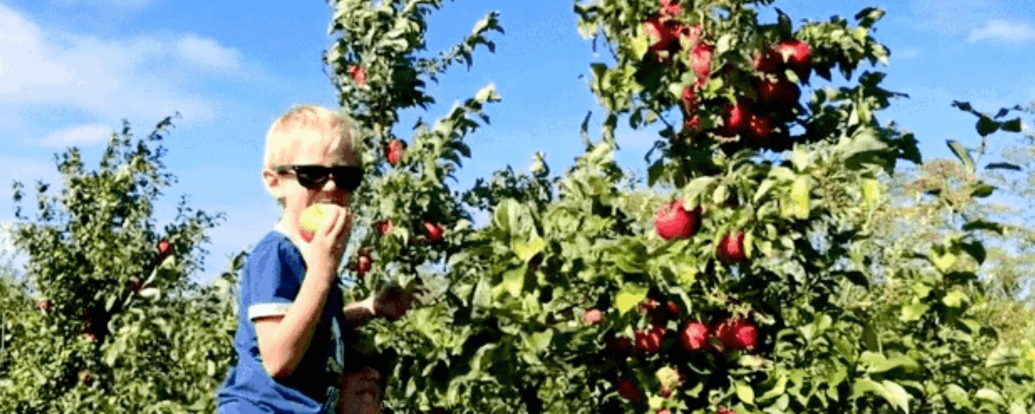 Young boy wearing a blue shirt and sunglasses enjoying a sweet treat...an apple freshly picked from the apple tree he is sitting in 